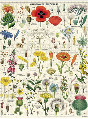 现货美国Cavallini拼图1000片 野花图鉴  美式复古小众装饰画