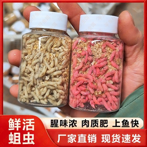 【冬钓大蛆虫】鲜活蛆虫野钓红蛆肉蛆冬钓鲫鱼鲤鱼马口鱼公鱼饵料
