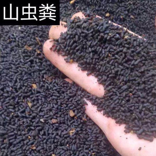 蛴螬屎老母虫粪大虫屎养兰花肥料
