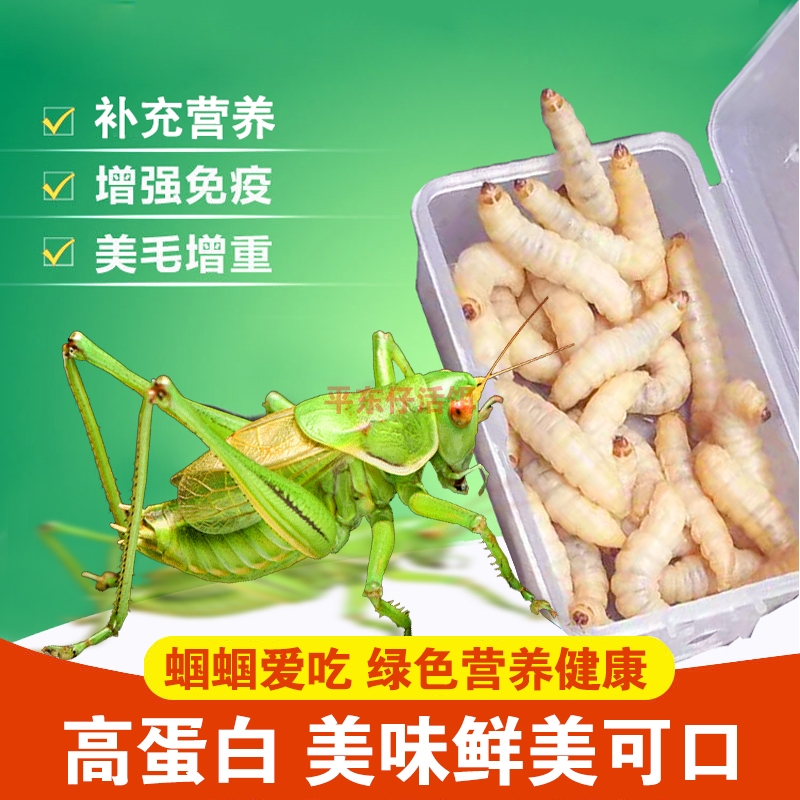 鲜活大玉米虫蝈蝈食饲料蝈蝈粮蝈蝈食物蝈蝈活竹蛉鸣虫喂爬虫饵料