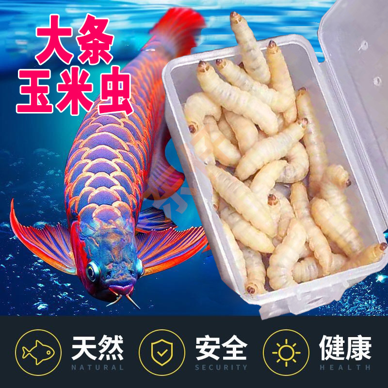 玉米虫龙鱼活体饲料虎鱼魟鱼活体虫喂观赏鱼活饵喂金鱼宠物鱼主粮