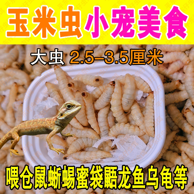 【小号玉米虫喂蜥蜴】鲜活玉米虫活体饲料活虫饵爬宠蜥蜴守宫食物