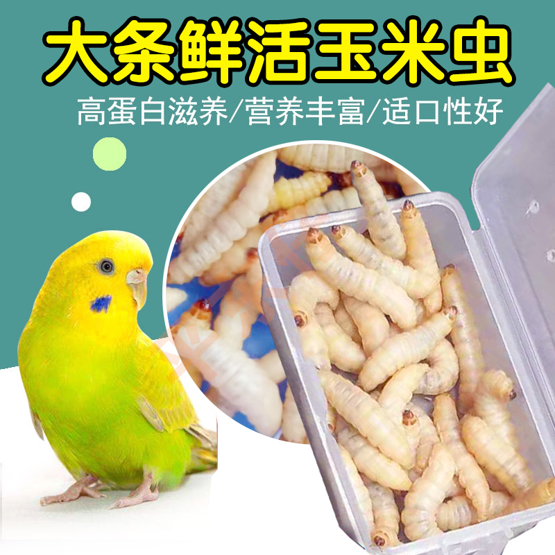喂鸟玉米虫大蜡螟葡萄蜜活体饲料守宫鸟食鱼粮爬宠仓鼠粮鸟粮活饵