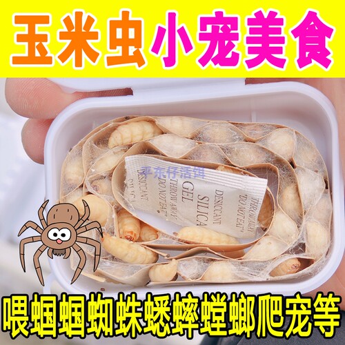 【高端玉米虫喂蝈蝈蜘蛛】产地直供鲜活小号葡萄蜜虫玉米虫喂蝈蝈