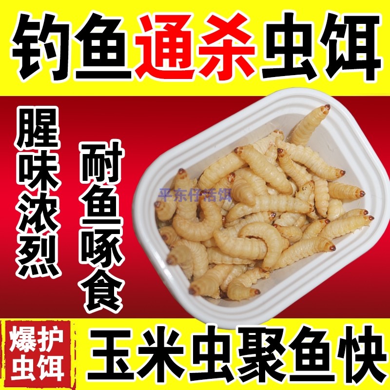 【厂家活动】玉米虫活虫饵葡萄蜜虫钓鱼饵料仓鼠乌龟蜜袋鼯宠物粮,户外/登山/野营/旅行用品,活饵/谷麦饵等饵料,淘宝优惠券,粉丝福利购,淘宝优惠卷