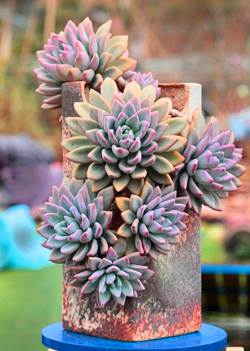 奥普琳娜多肉植物大颗巨型老桩好养肥萌精品稀有阳台组合盆栽包邮