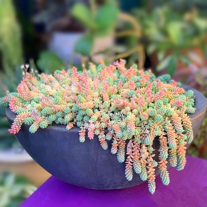 旋叶姬星美人多肉植物护盆草群生易爆盆超大好养阳台组合盆栽包邮