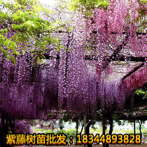 紫藤花种子价格 紫藤花种子图片 星期三 紫藤花种子价格 紫藤花种子图片 星期三