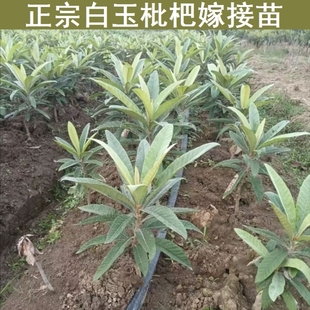 苏州东山白玉枇杷树嫁接苗白玉枇杷树果苗种植盆栽地栽庭院