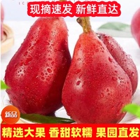 紅啤梨香甜軟糯核小無渣老少皆宜