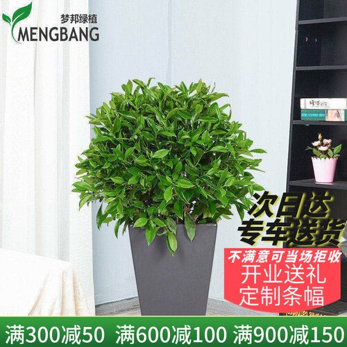 梦邦非洲茉莉盆栽植物中型室内办