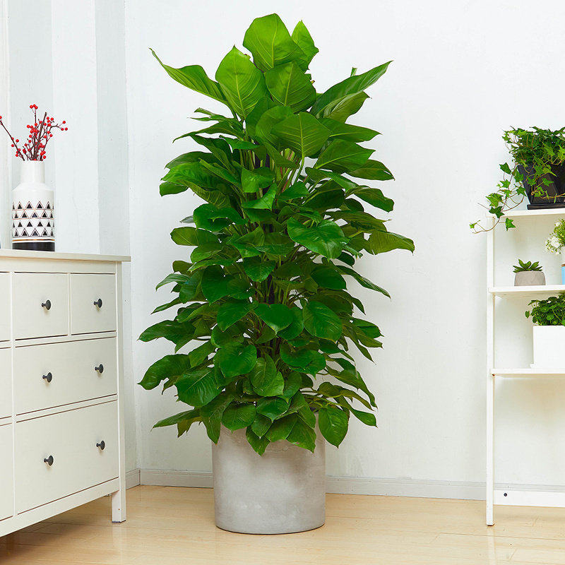 梦邦大叶绿萝盆栽室内客厅办公室大型植物绿萝柱绿植开业送礼同城,鲜花速递/花卉仿真/绿植园艺,大型绿植/成品组合盆栽,淘宝优惠券,粉丝福利购,淘宝优惠卷