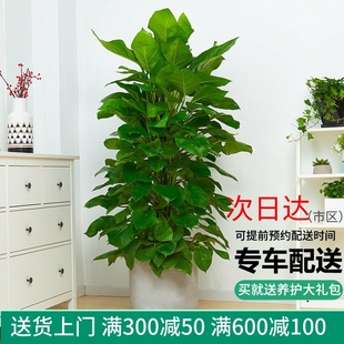 梦邦大叶绿萝盆栽室内客厅办公室大型植物绿萝柱绿植开业送礼同城