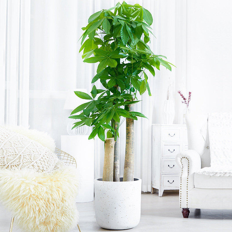 梦邦步步高发财树盆栽植物室内客厅办公室开业送礼乔迁大型绿植,鲜花速递/花卉仿真/绿植园艺,大型绿植/成品组合盆栽,淘宝优惠券,粉丝福利购,淘宝优惠卷