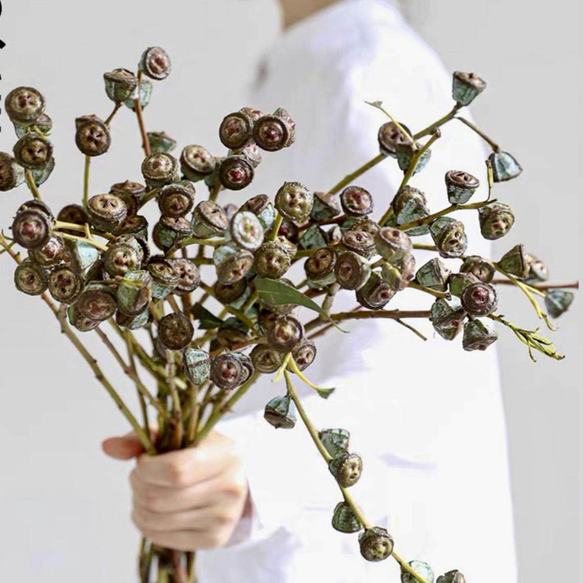 尤加利果｜钻石大果鲜花云南基地直发绿植鲜切枝叶水培植物真花卉,鲜花速递/花卉仿真/绿植园艺,花材,淘宝优惠券,粉丝福利购,淘宝优惠卷