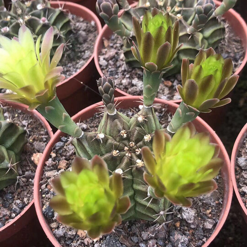 描春实生瓦格牡丹开花仙人球裸萼球属仙人掌科多肉植物盆栽花卉