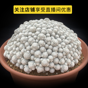 描春1号直播链接 直播间专拍链接