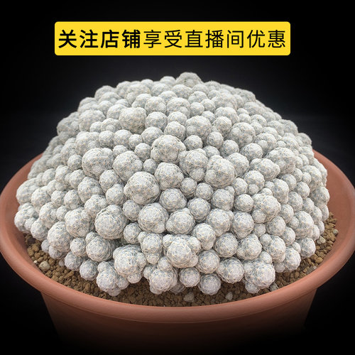 描春1号直播链接 直播间专拍链接