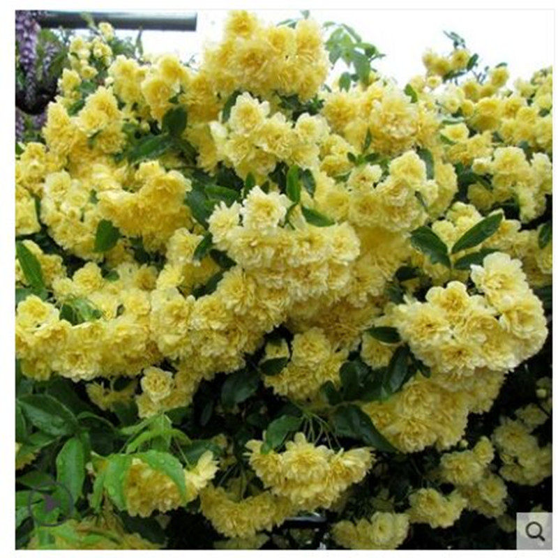 爬藤植物四季攀援花卉甜蜜红木香
