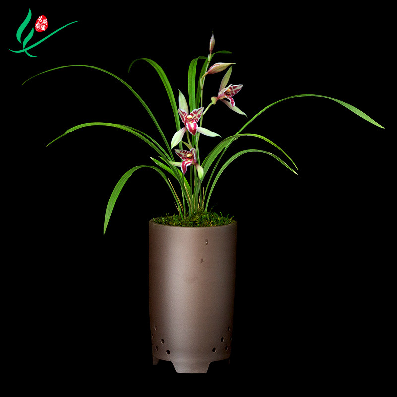 室内好养易活的观花植物兰花盆栽