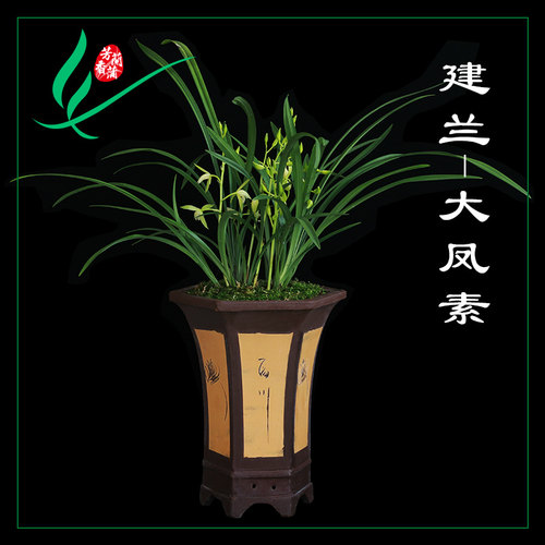 建兰四季兰花苗大凤素浓香花卉盆景栽土绿带草植物名贵花苞龙岩墨 - 封面