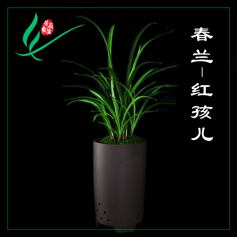 福建南靖兰花春兰红孩儿浓香花卉景栽盆土绿植带植物名贵苗花苞兰