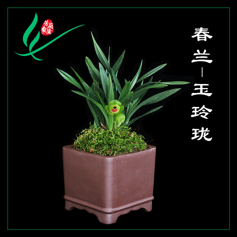绿植矮种兰花玉玲珑盆景名贵兰花