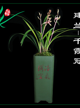 建兰兰花金边四季千霞冠浓香花卉盆景栽土绿植物带艺草花苞名贵苗