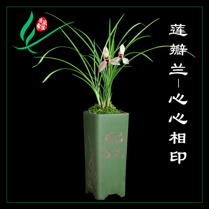 兰花苗春兰莲瓣兰心心相印浓香花卉盆景栽土绿带草植物名贵花苞墨
