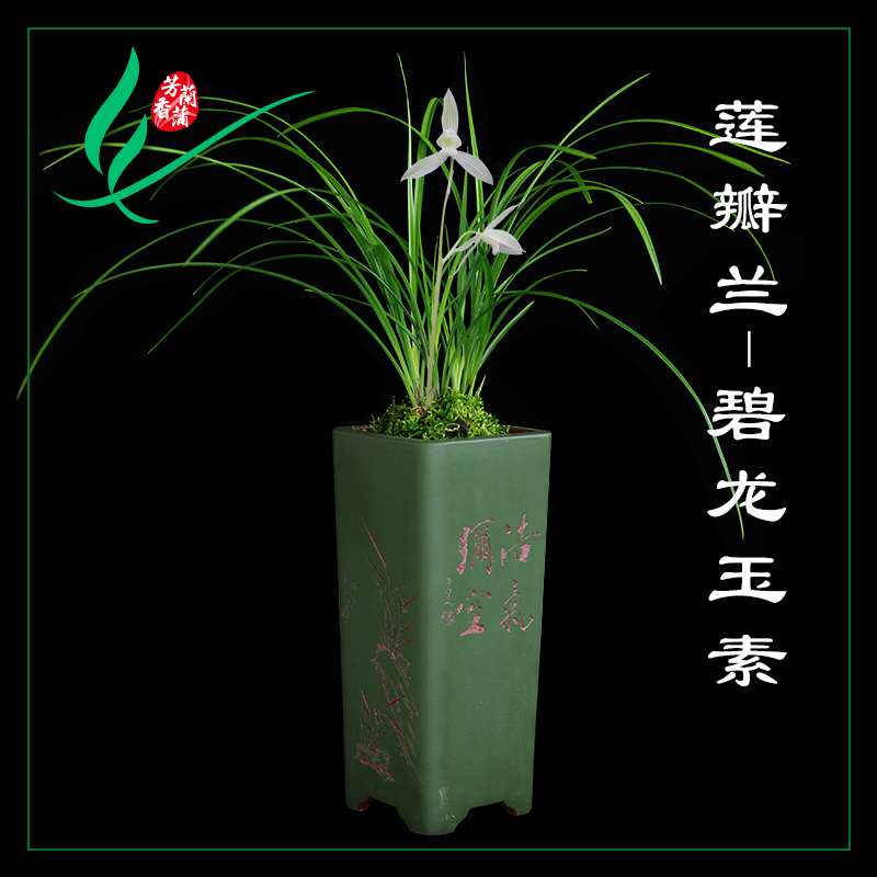 正品浓香型兰花室内好养观花植物