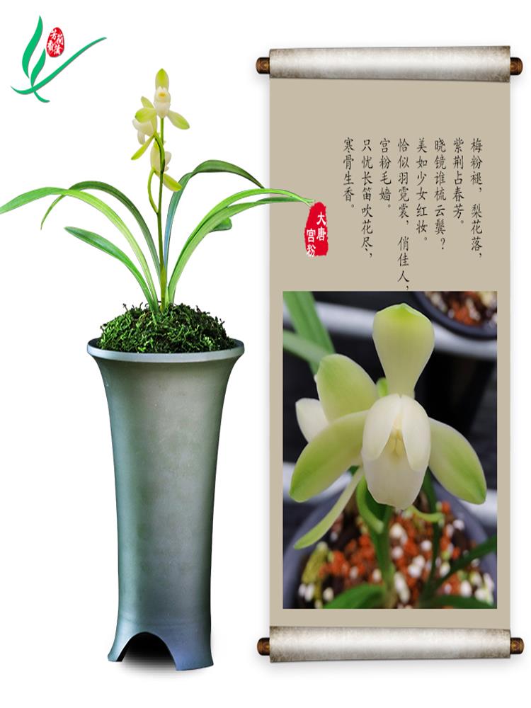 建兰兰花四季大唐宫粉浓香花卉盆景盆栽土绿植带草植物花苞名贵苗