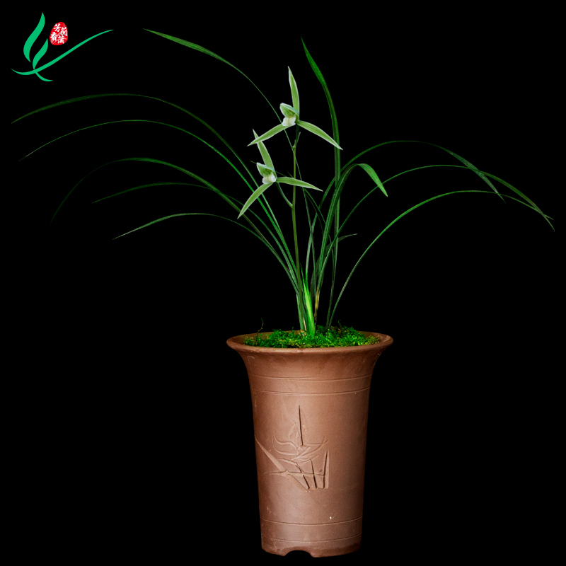 室内好养易活的观花植物兰花盆栽