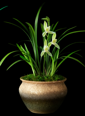 建兰四季兰花朱德素浓香花卉盆景盆栽土绿植兰带草植物花苞名贵苗