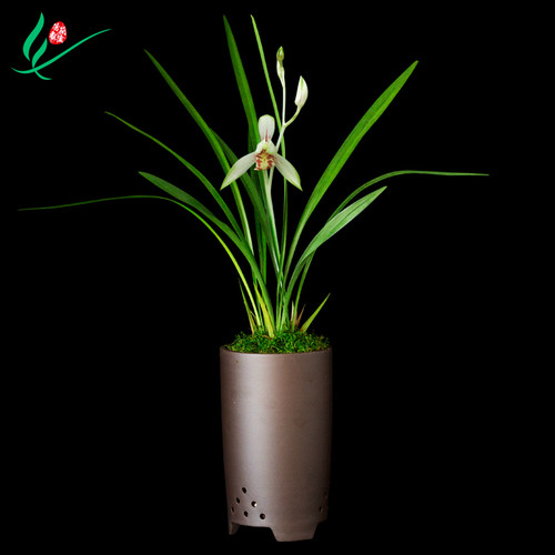 室内好养易活的观花植物兰花盆栽
