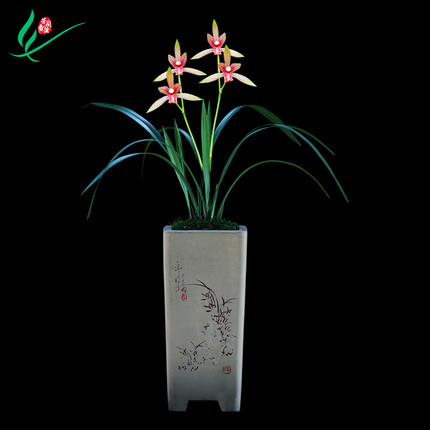 建兰四季兰花半江红浓香花卉盆景盆栽土绿植兰带草植物花苞名贵苗