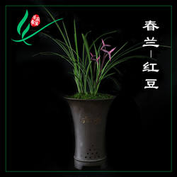 福建南靖兰花苗春兰红豆浓香卉盆景栽土绿带草植物花苞名贵墨芳香