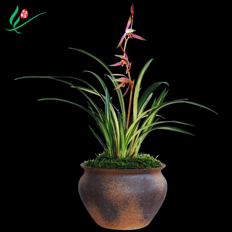 墨兰兰花苗兰阳之松浓香卉景栽盆土绿植带中透叶艺草植物名贵花苞