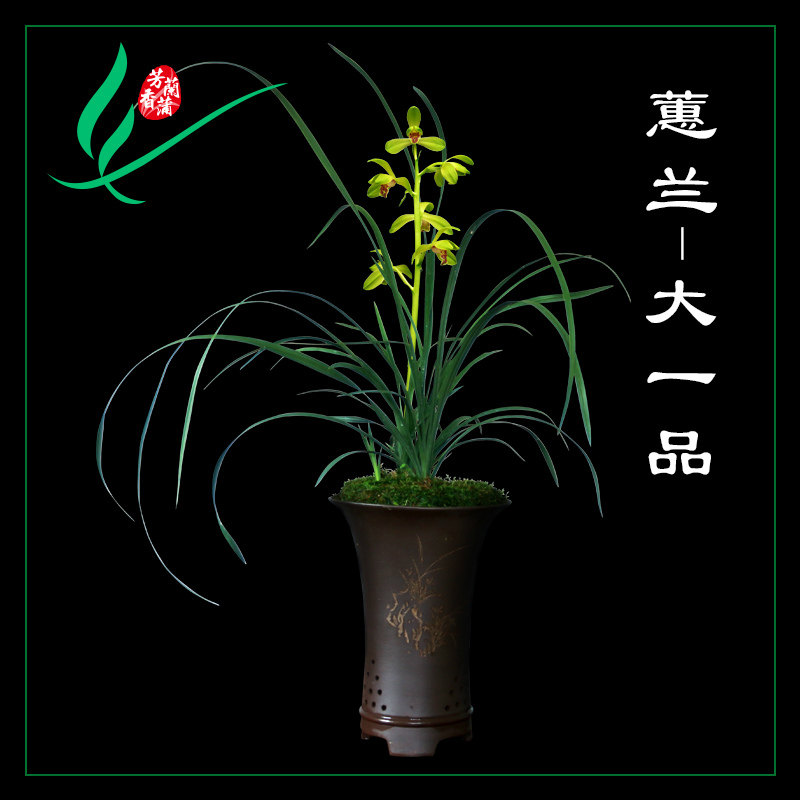 兰花苗蕙兰老八品种大一品程梅关顶老染字元字荡字老上海潘绿梅春