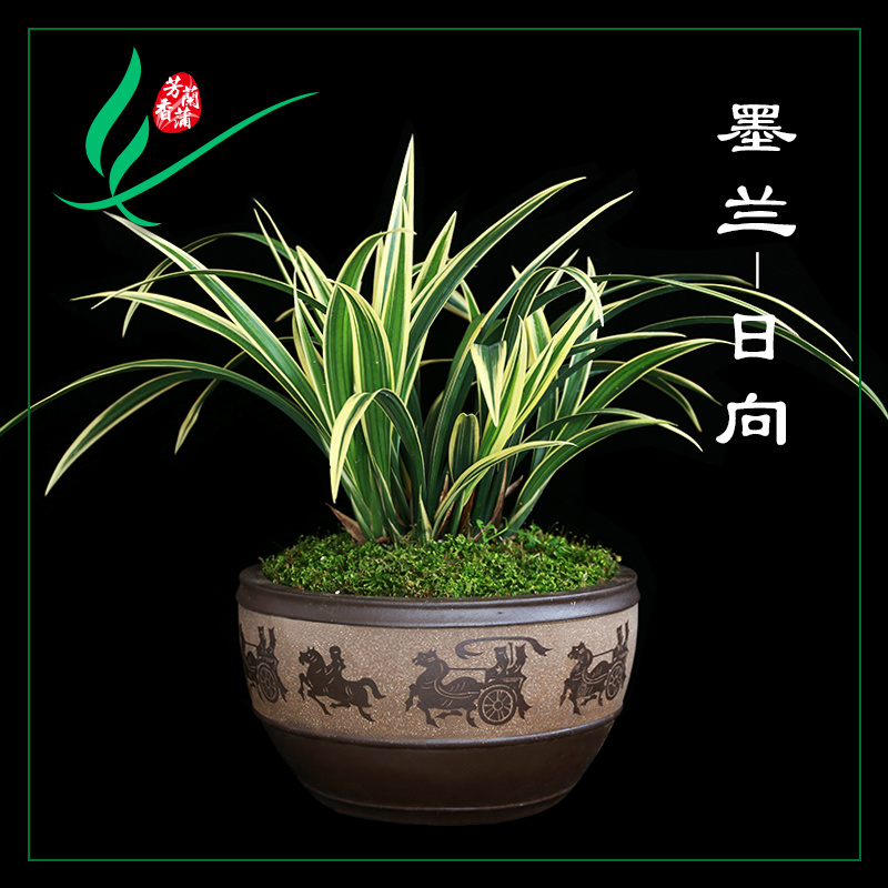墨兰花金边日向浓香卉景栽盆土绿植带叶艺草植物名贵苗花苞兰室内