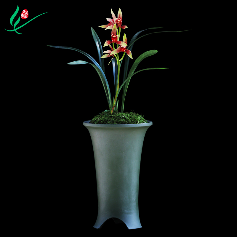 正品高端浓香型室内好养名贵兰花