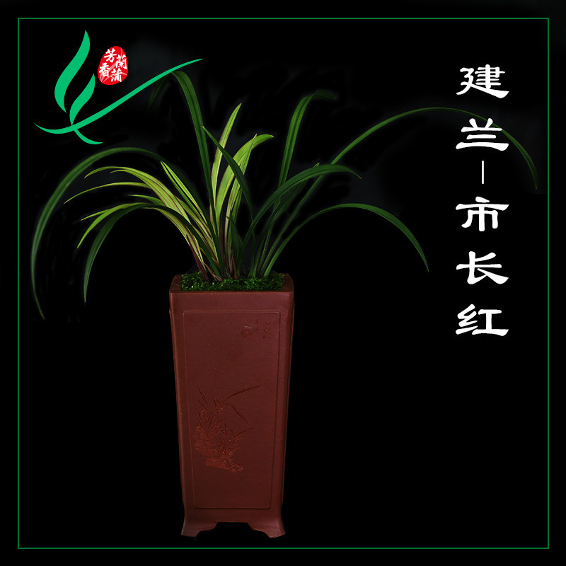 正品浓香型兰花室内好养观花植物