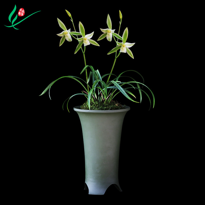 建兰四季兰花黄山雪浓香花卉盆景盆栽土绿植兰带草植物花苞名贵苗