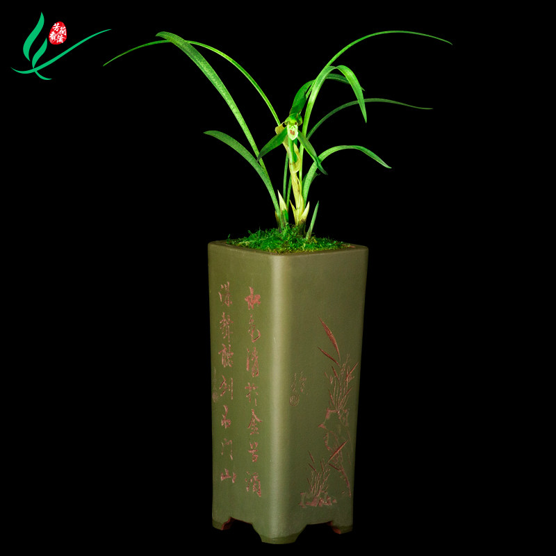 春兰兰花苗吻仔鱼绿带草植物花卉盆景栽土浓香型名贵花苞四川室内