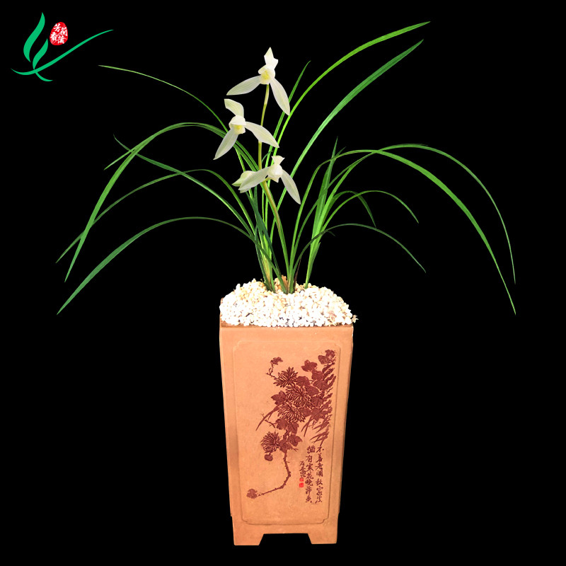 云南莲瓣兰花大雪素浓香花卉盆景盆栽土绿植兰带草植物花苞名贵苗