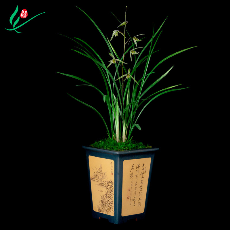 细叶大叶杨贵妃兰花浓香花卉盆景盆栽土绿植兰带草植物花苞名贵苗