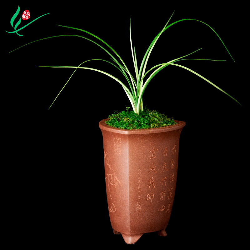 兰花春剑变色龙浓香花卉盆景盆栽土绿植兰带草植物花苞名贵苗叶艺