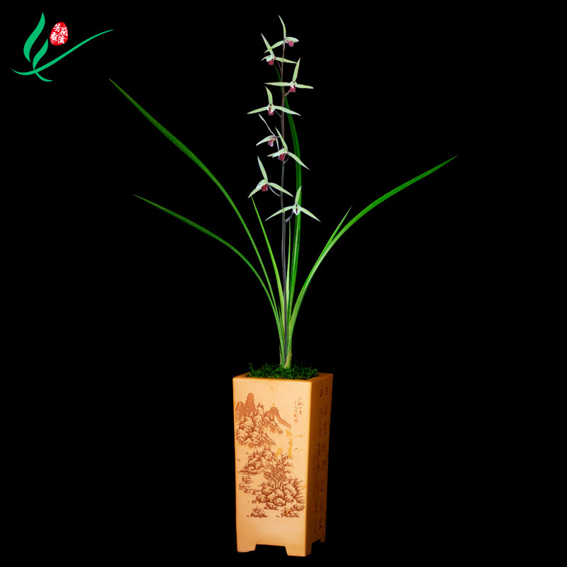 细叶寒兰兰花雪中红浓香花卉盆景盆栽土绿植兰带草植物花苞名贵苗