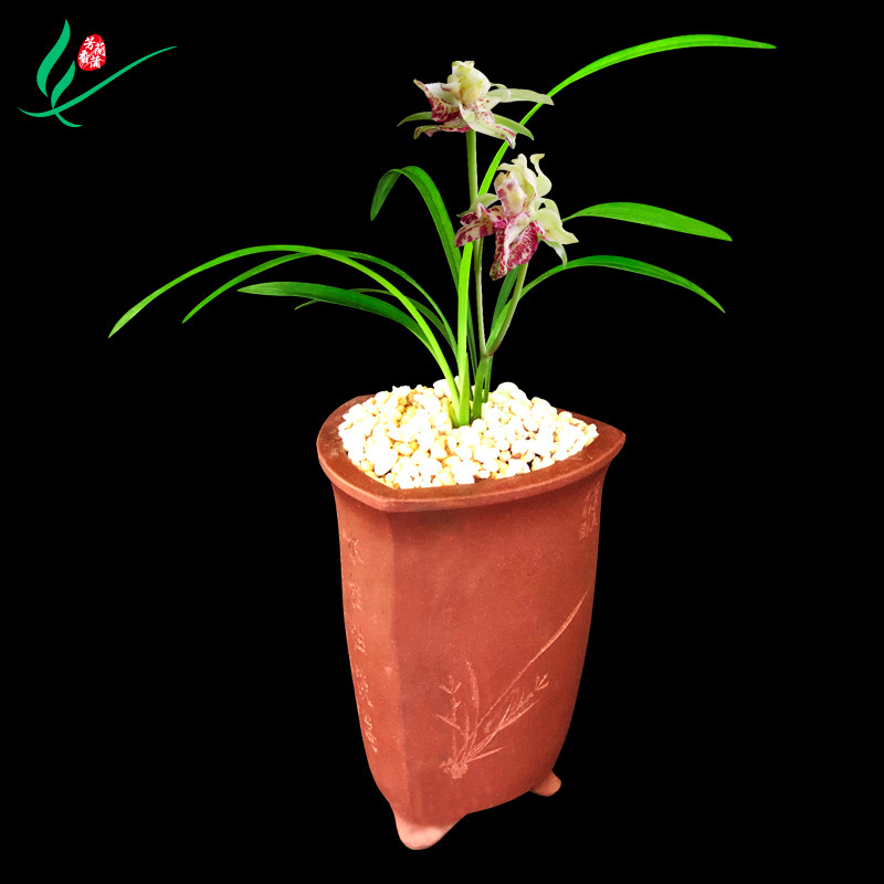 建兰兰花四季五岳麒麟浓香花卉盆景盆栽土绿植带草植物花苞名贵苗