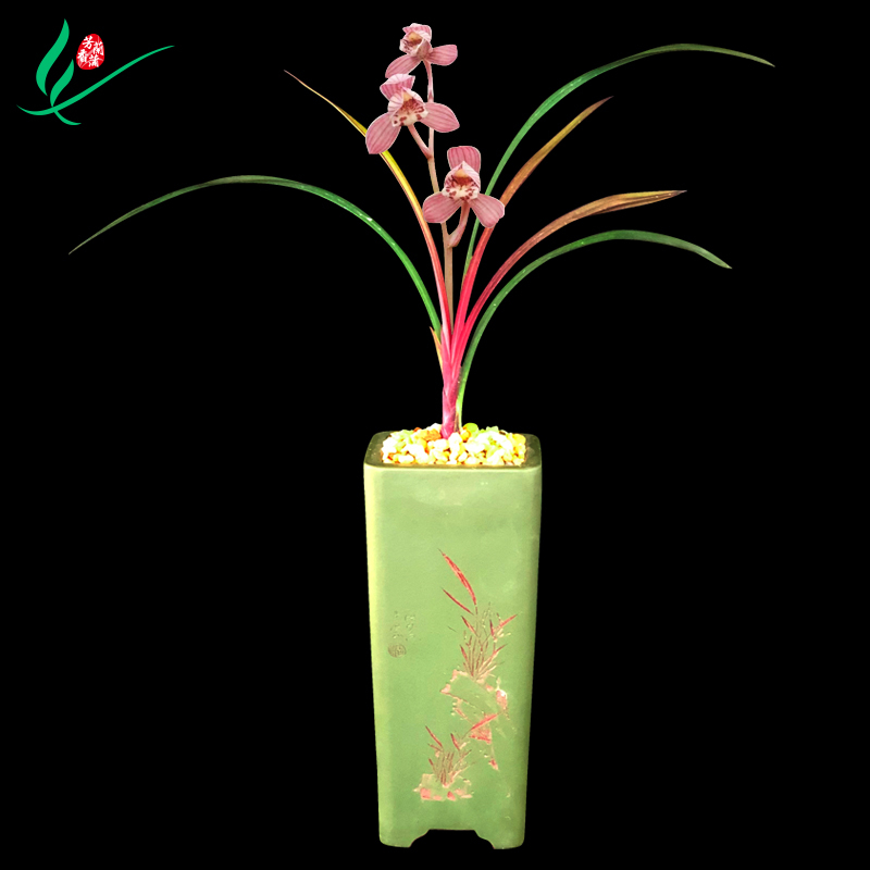 正品浓香型兰花室内好养观花植物