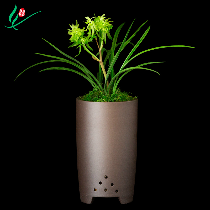 正品浓香型兰花室内好养观花植物